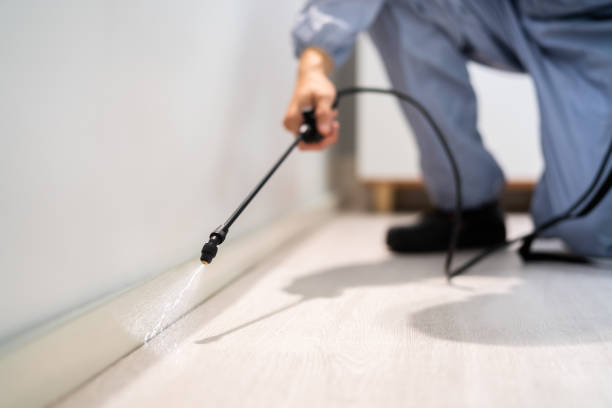 Licensed Ant Control service in Cypress, CA - Nex Pest Control